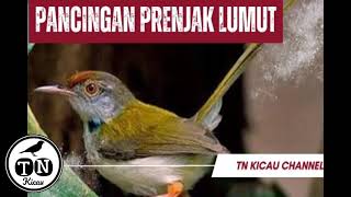 Pancingan prenjak lumut / prenjak bawah / lancur bahan #prenjakbawah #prenjaklumut