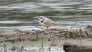 Piping Plover