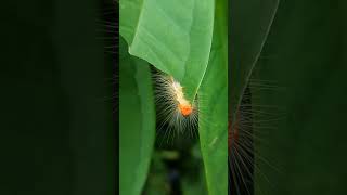 Caterpillar feeding-time lapse #timelapse #caterpillar