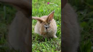 Facts About Rabbits!