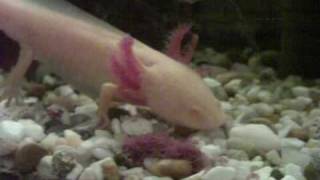 Axolotl a jeho prdel vo výške