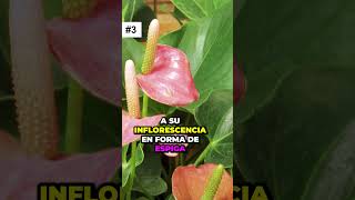 5 datos impactantes que no sabías sobre el Anthurium. El número 4 te dejará sin palabras 😮