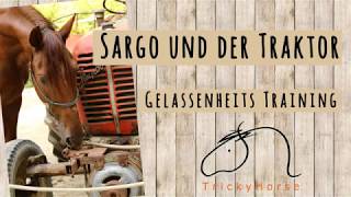 Vom TierschutzFall zum Verlasspferd - #ProjektLebensPferd - Sargo und der Traktor