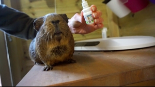 Mite Treatment For Guinea Pigs