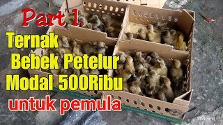 Part 1. Ternak Bebek Petelur Modal 500ribu untuk pemula