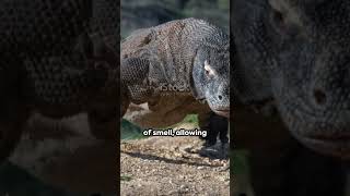 Komodo Dragon 🐉🐲