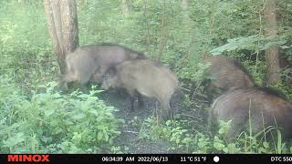 Kad kasīties atnācis viss bariņš!/Pine Tar for Wild Boar