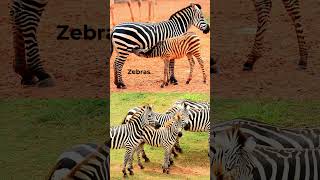 Beauty of Africa: Wild zebra #shorts #animal #animals #animalfacts #animalshorts #nature #wildlife