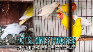 MY LOVE BIRDS GOOD PROGRESS IN HOT SUMMER 2022 | AA BIRDS INFORMATION