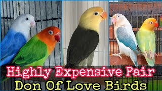 Don Of Love Birds | Most Expensive Love Birds Pair | Khan Birds Collection