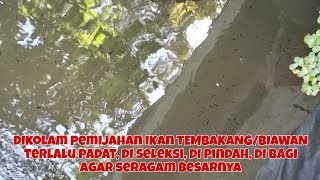 DARI LARVA UMUR 17 HARI JADI BIBIT TEMBAKANG/BIAWAN DI SELEKSI!!! DI PINDAH, DI BAGI!!KE KOLAM BESAR