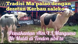 Rambu solo' dengan deretan Kerbau termahal I pemakaman Alm.Y.L Manguma di Tondon Siba'ta Toraja