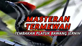 Masteran Platuk Bawang Nembak Panjang+ Jeda Paling di Cari Platuk Bawang Sngat Gacor tembakan platuk