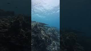 Under the Ocean..🐬🐳..#malidives #snorkeling#couplegoals  #underwaterphotography