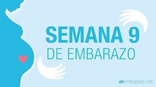 Semana  9 de embarazo | 9 semanas de embarazo | El embarazo semana a semana