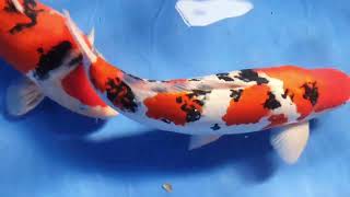 The Great British Koi Show 2022