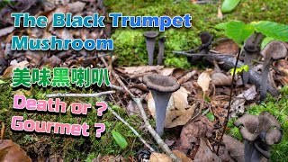 The Mushroom of Death!💀💀💀 – Black Trumpet Mushroom, An Excellent Choice Edible