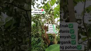 Panen Apel Organik!! #apel #apelputsa #panen #kebunorganik