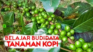 Belajar Budidaya dan Panen Tanaman Kopi