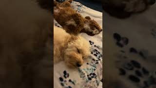 Doodle Doggie Tales- Part 88 “Relax, It’s Only Monday 🤣” #shortsfeed #shortvideo #doglife #shorts