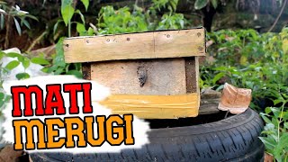 Ternak Lebah Trigona? Perhatikan Ini Kalau Tidak Mau Merugi!