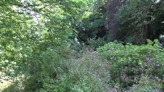 Glendurgan Gardens July 19th 2015