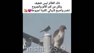 فيديو_حقا_مؤلم💔