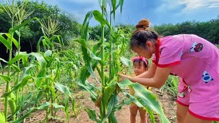 Đi Hái Bắp Trên Rẫy Về Nấu Ăn, Bắp Tươi Ngon Nhà Trồng Ăn Mùa Dịch