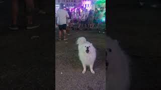 dog is enjoying festival #short#youtube vedio #