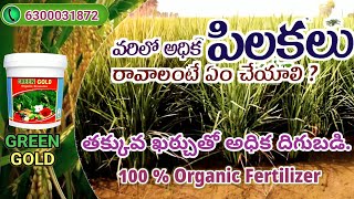 వరిలో చల్లె గుళికలు || Green Gold organic fertilizer use in telugu