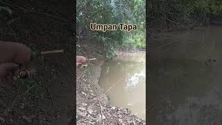 Umpan Tapa Naik Baung