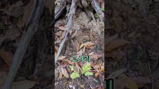 자연재벌농부의 인생정원 만들기 #라엘의숲 #nature   #산림정원 #산림텃밭