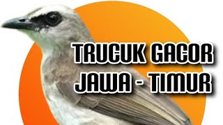 trucuk jatim gacor - rawatan baru 3 bulan