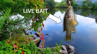 Bass Fishing with Live BAIT and Senko in drainage pond right by major highway