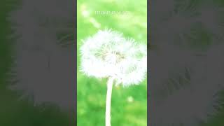 When You Wish Upon A Dandelion - The Best Way To Make A Wish! #shorts