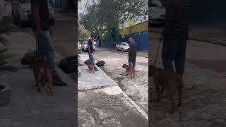 Pitbulls da mesma casa que estão tentando se matar