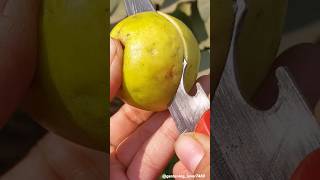 Harvesting fruits 🍐🍑🍓🥑🥝🍏 #seasonal #fruit #harvesting #fruitpicking #garden @gardening_lover7469