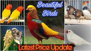 Online Birds Market Ep 5 | Birds Price Update | Love Birds | Pheasant  | Finches