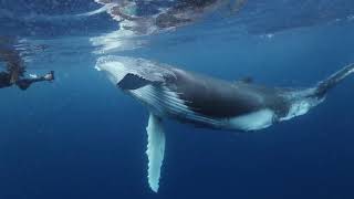 Festival de l'Océan - Baleine d'Argent 2019 - Armand Daydé "Bleu tendresse"