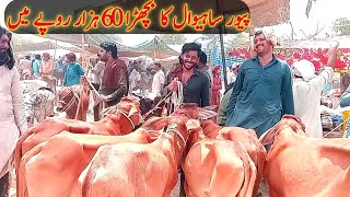 لڈن منڈی میں پیور ساہیوال کا بچھڑا 60 ہزار روپے کا