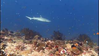 Shark Patrolling the Reef Maldives