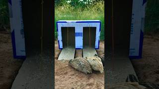 Bird Trap DIY create Trap Amazing using hole Bird #shortvideo