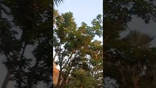 Village tree real voice 🐦🐦🐦🐦❤️❤️💕❤️💕🏠🏘️🏠 #shorts #village  #birds