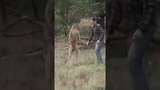 Man Punches a Kangaroo. That was killing his dog.