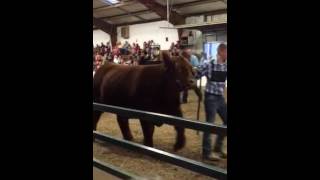 2016 Allen County Beef Judging