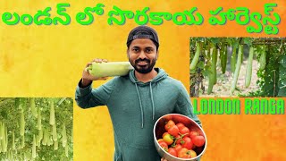 London lo sorakaya harvest | bottle gourd harvest part 1 | anapakaya | London Telugu vlogs