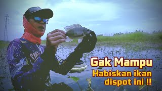 GAK HABIS HABIS IKAN DI SPOT INI