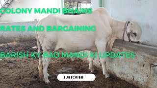 bhains colony mandi updates today/ bhains cow mandi 2023 @mandivlogswithejaz4258