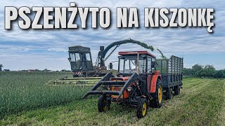 🔥PSZENŻYTO NA KISZONKĘ 2022🔥W POLSKIM STYLU🔥URSUS C360, RENO I FORTSCHRITT W AKCJI🔥GR SZUSTER🔥