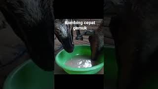 CARA AGAR KAMBING CEPAT GEMUK & SEHAT